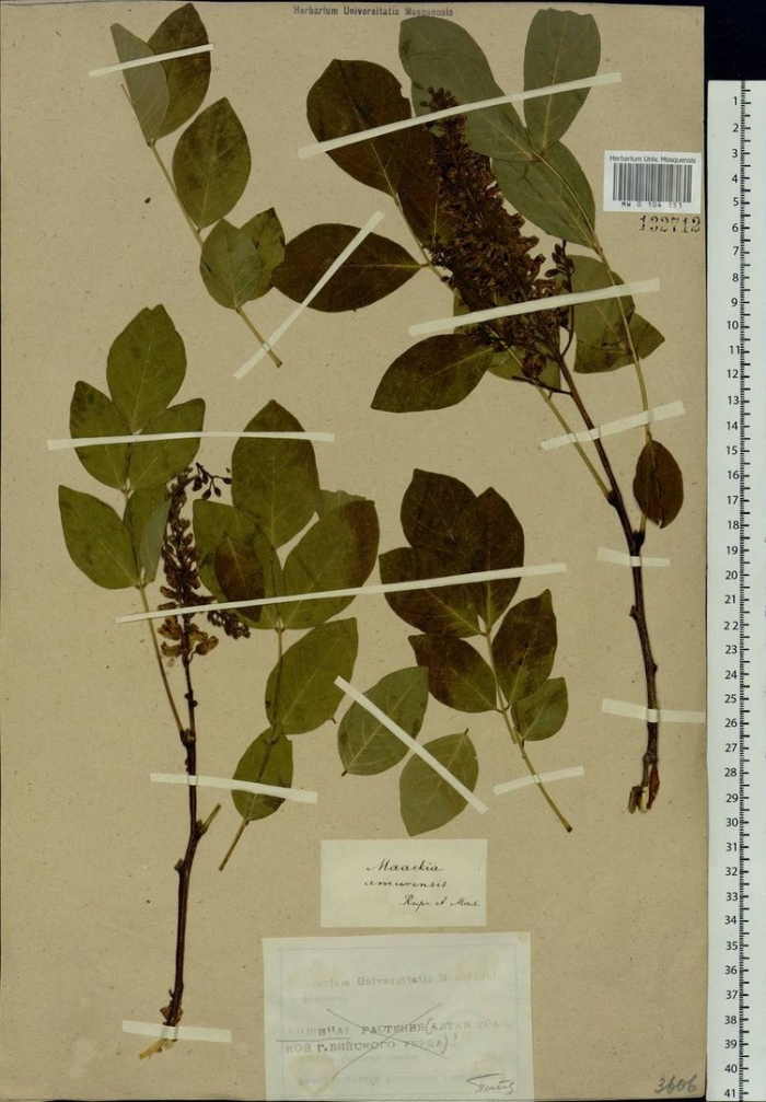 Черемуха обыкновенная гербарий