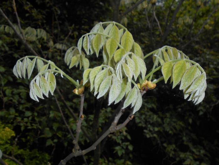Орех маньчжурский juglans mandshurica