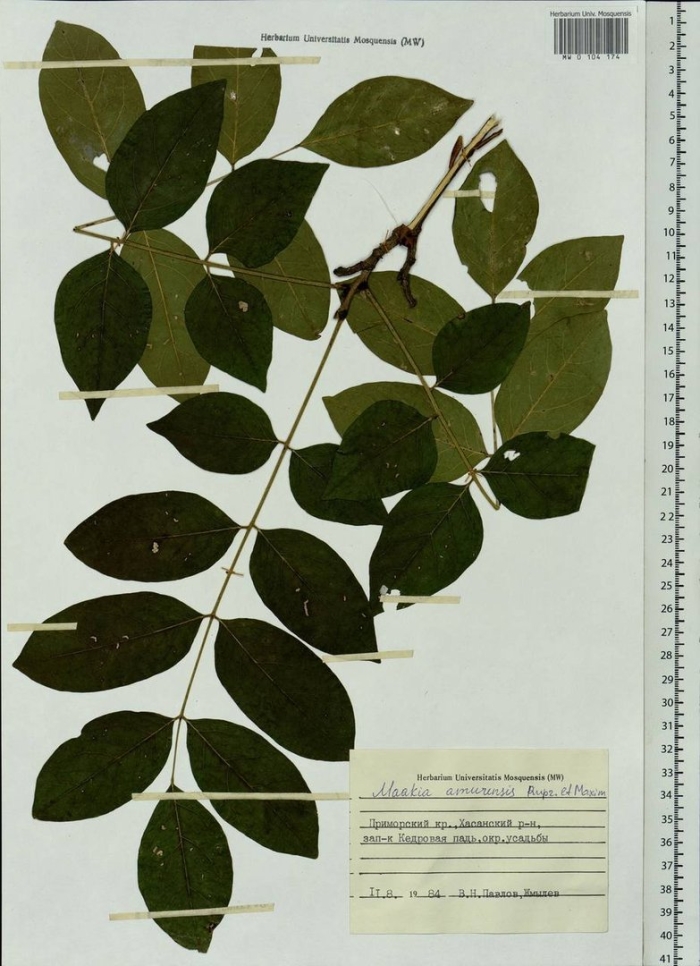 Phellodendron amurense