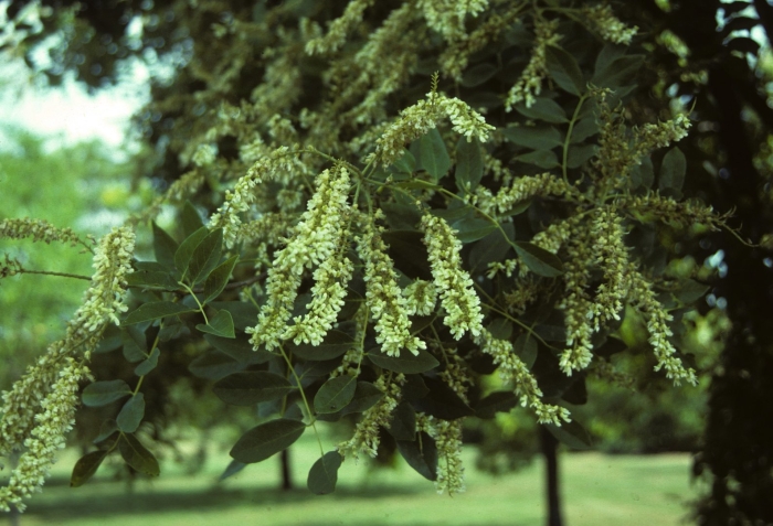 Pterocarya fraxinifolia