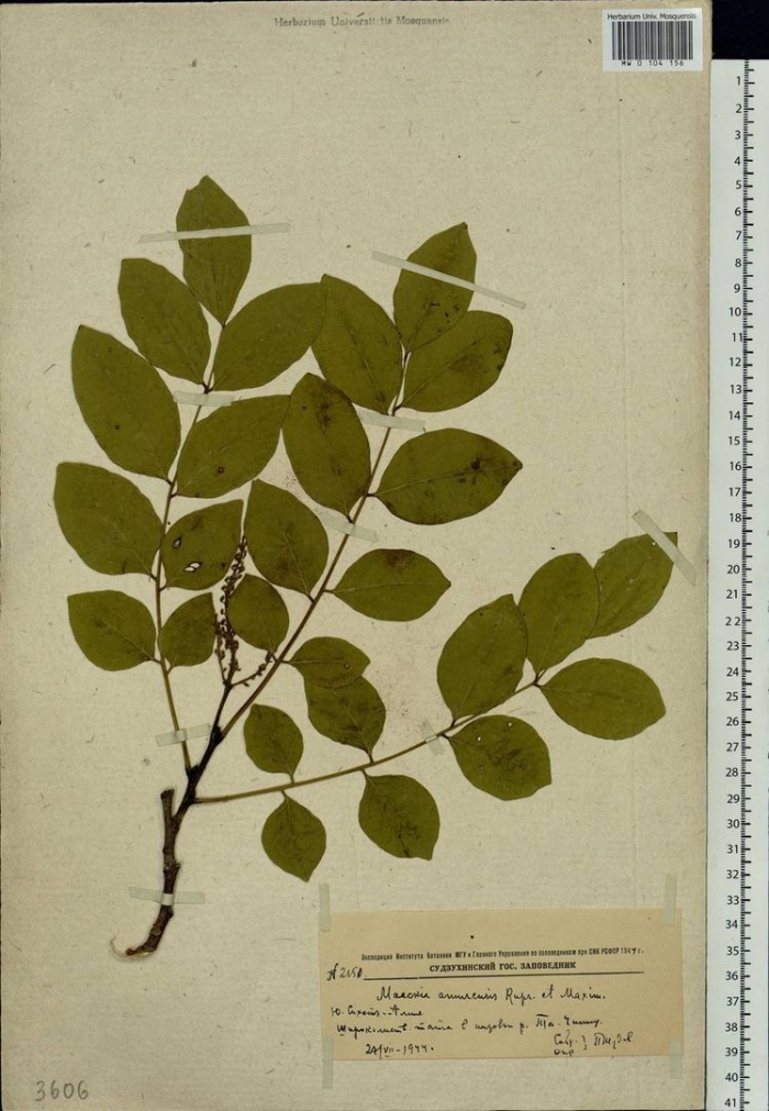 Маакия амурская maackia amurensis