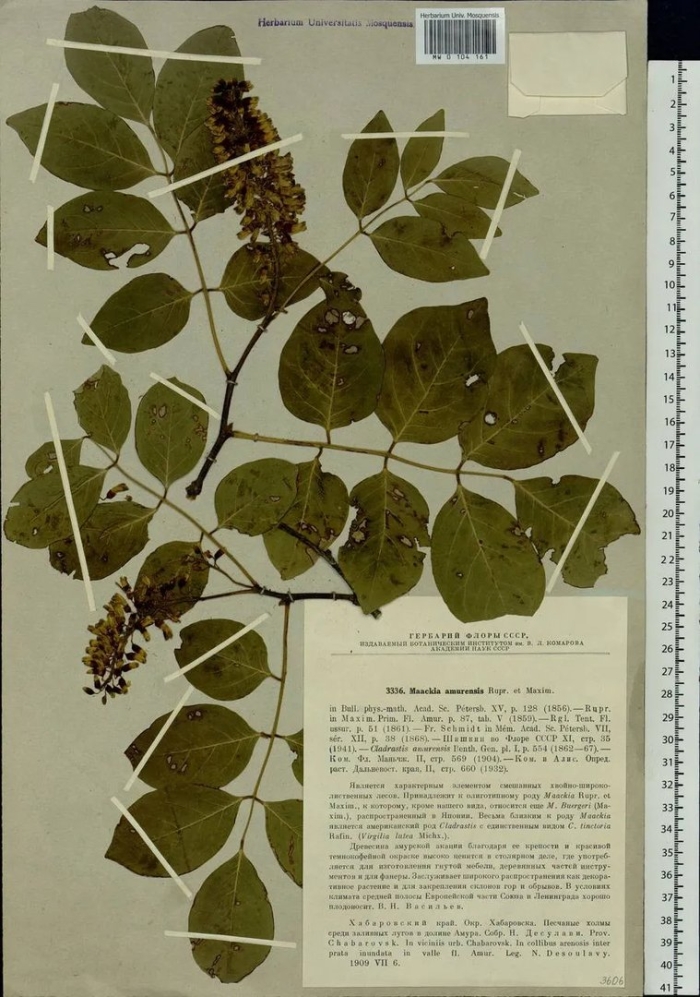 Маакия амурская листья