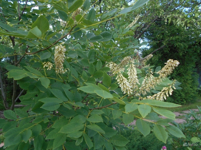 Маакия амурская зимостойкость
