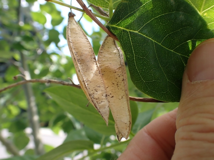 Дерево с плодами