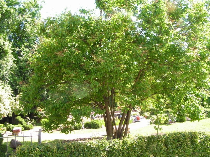 Орех маньчжурский juglans mandshurica