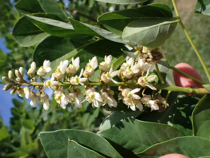 Акация маака