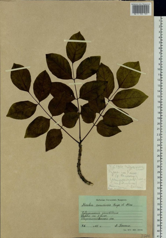 Орех маньчжурский гербарий