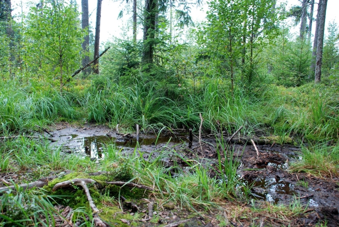 Болото трясина топь