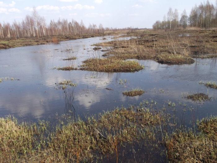 Торфяное болото никольск