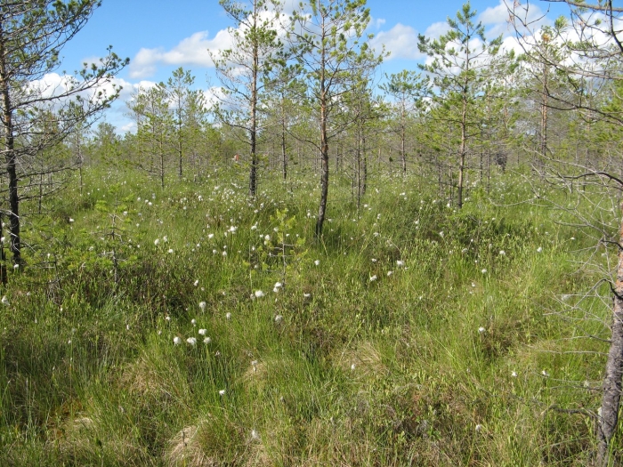 Торфяная трясина