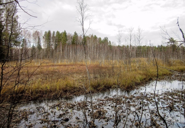 Клюквенное болото тамбовская область