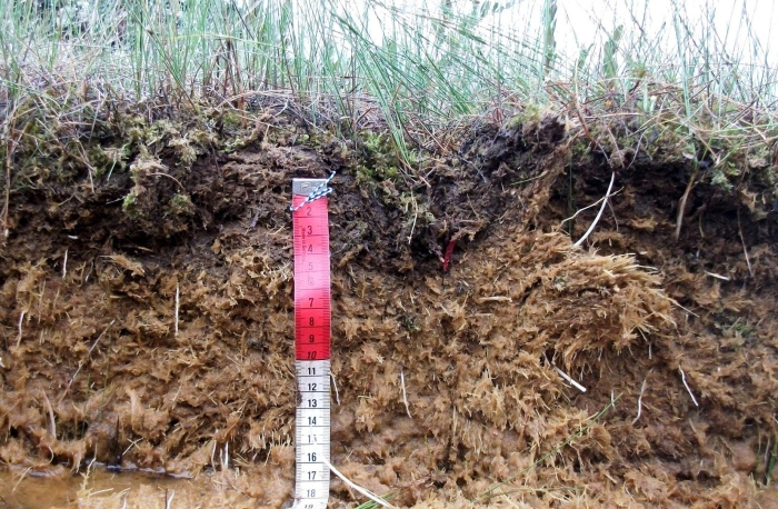 Торфяно болотистые почвы