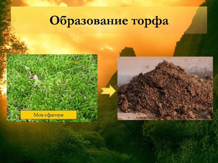 Сфагнум образование торфа