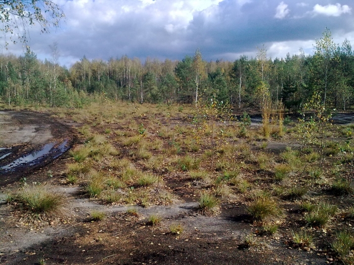 Торфяное болото филиппи