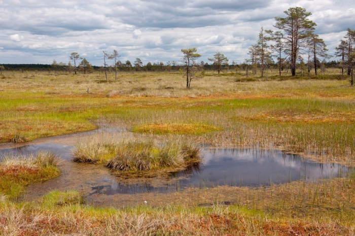 Низинные торфяные болота