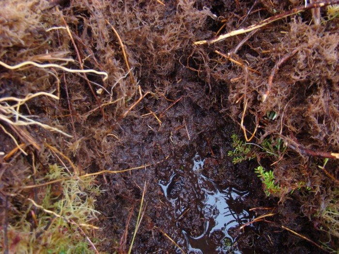 Сфагнум торф