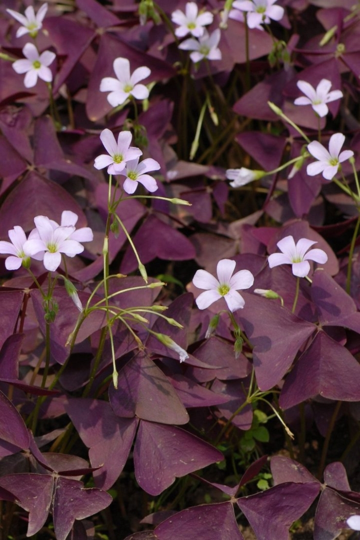 Оксалис кислица