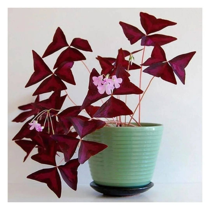 Оксалис кислица треугольная бургунди