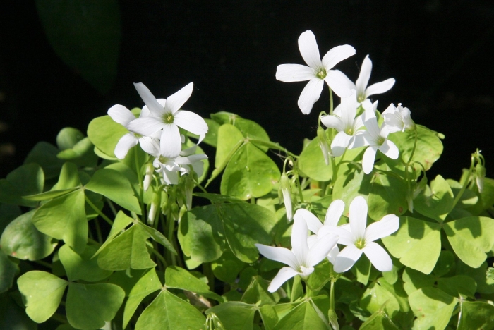 Кислица регнелла