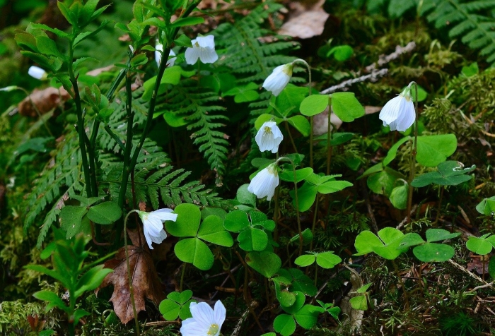 Кислица сибирская
