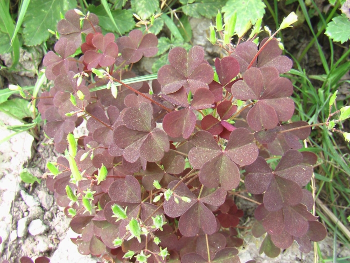 Кислица оксалис садовая