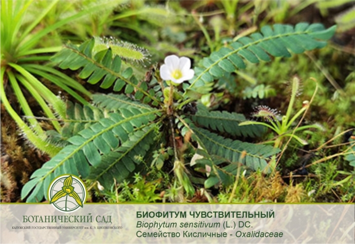 Биофитум чувствительный