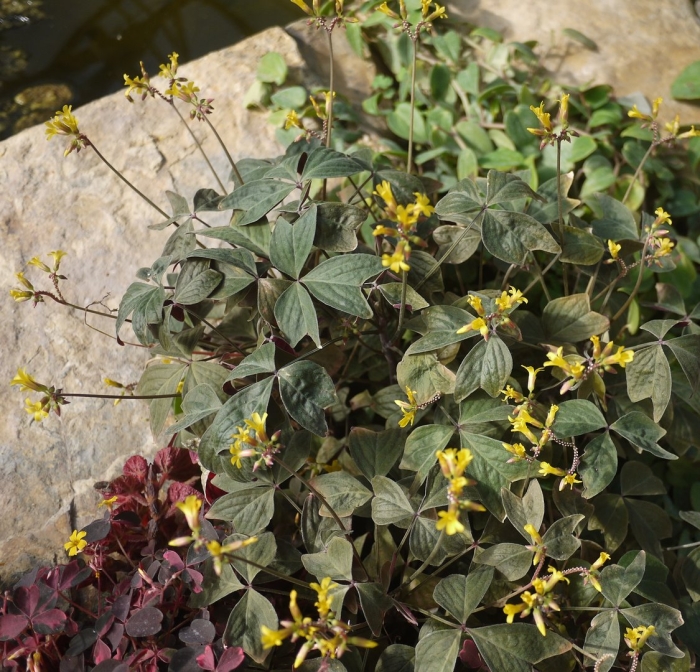 Оксалис корникулата