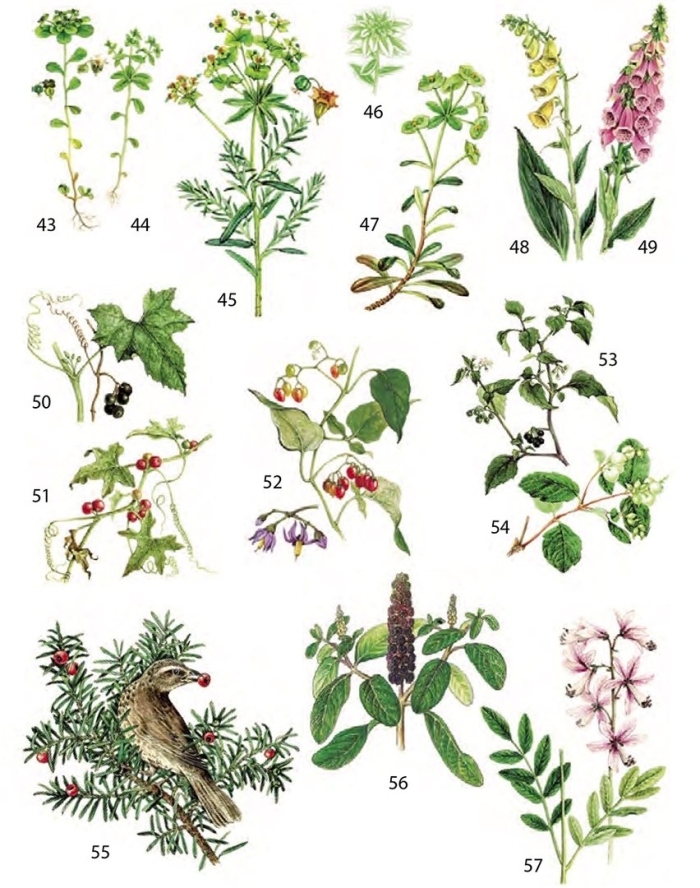 Растение семейства бобовых