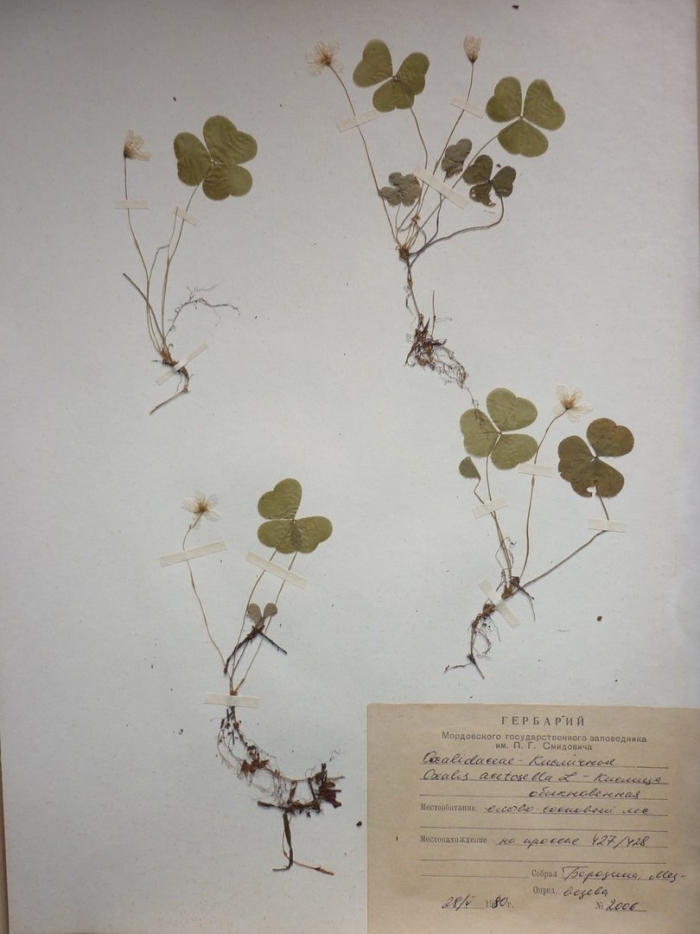 Кислица обыкновенная гербарий