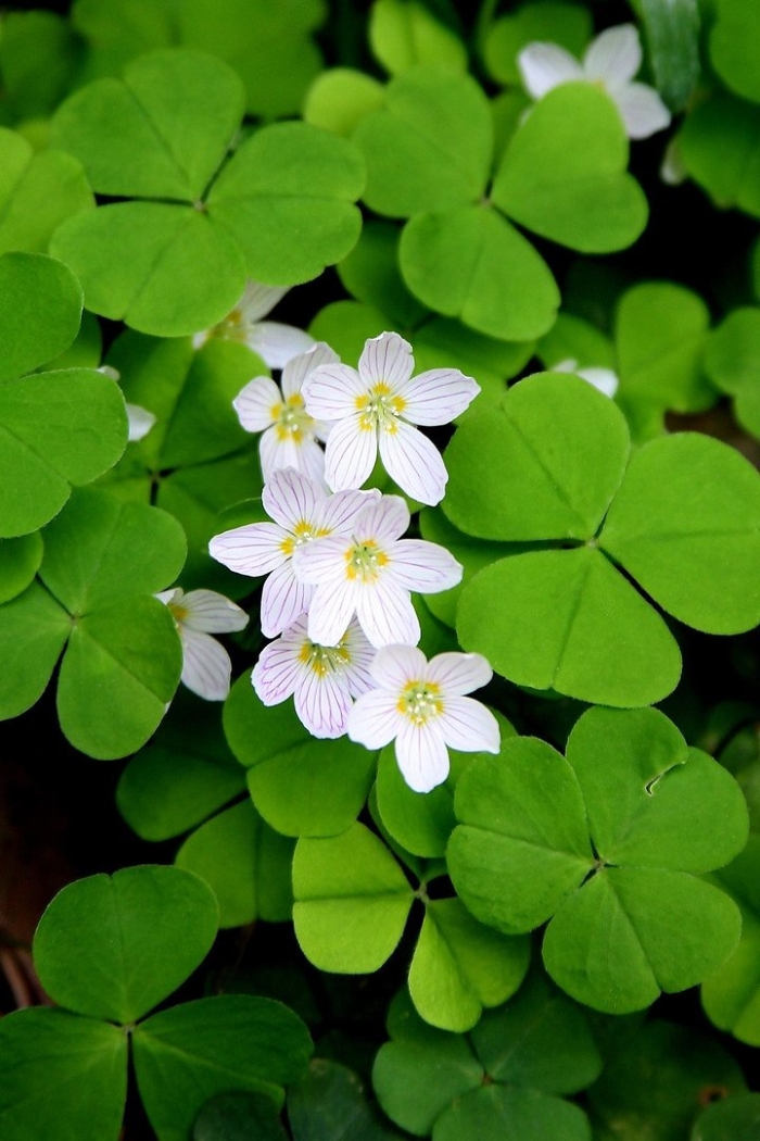 Кислица обыкновенная