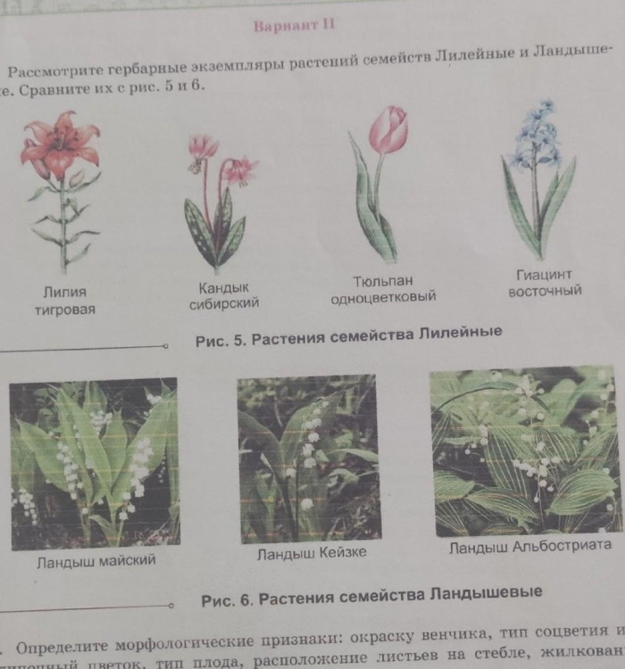 Семейство лилейные соцветие