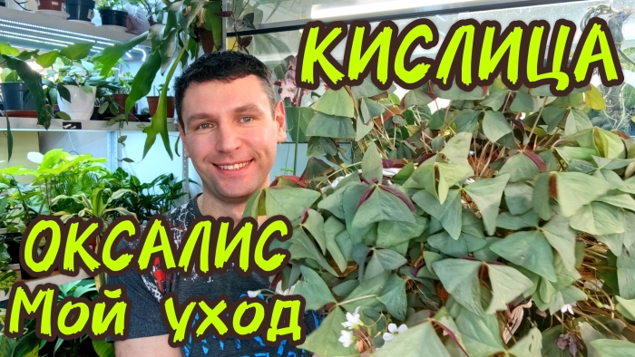 Оксалис кислица отросток