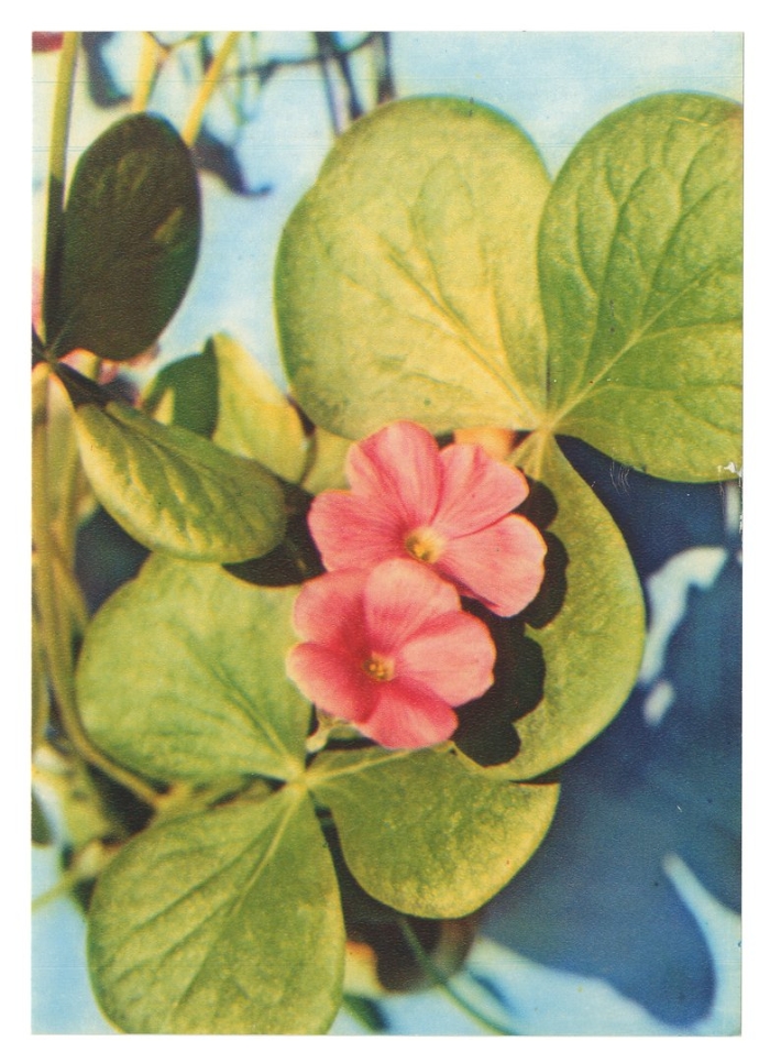 Кислица оксалис