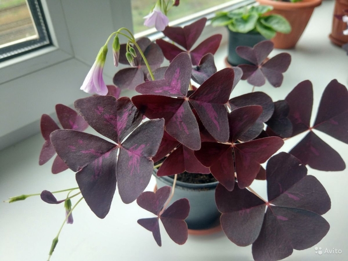 Оксалис или кислица