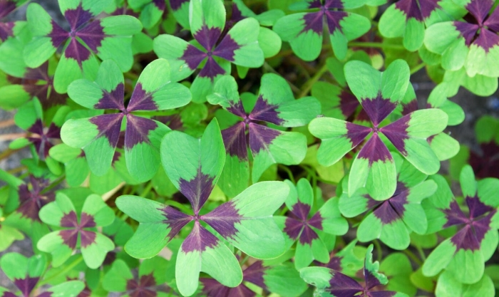 Оксалис айрон кросс