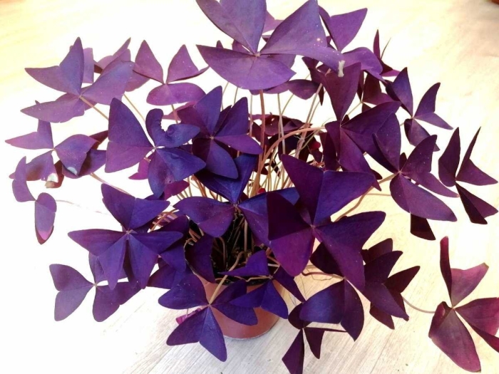 Оксалис кислица треугольная