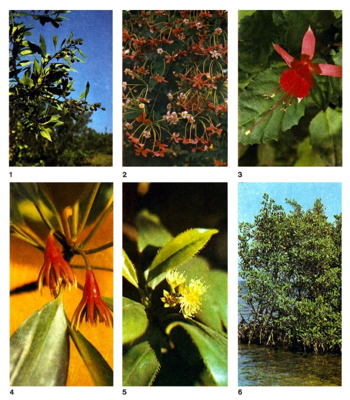 Bruguiera gymnorrhiza