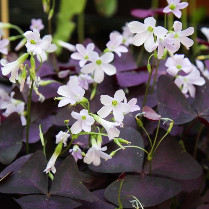 Оксалис (кислица) майк