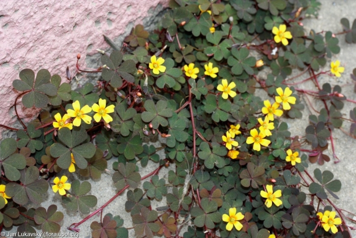 Оксалис корникулата