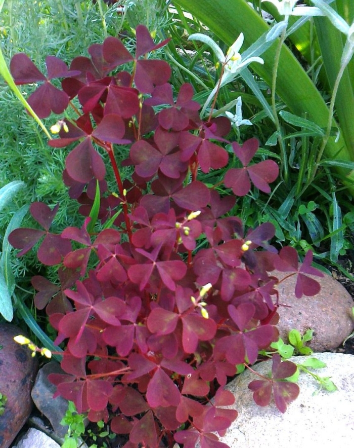 Кислица оксалис садовая