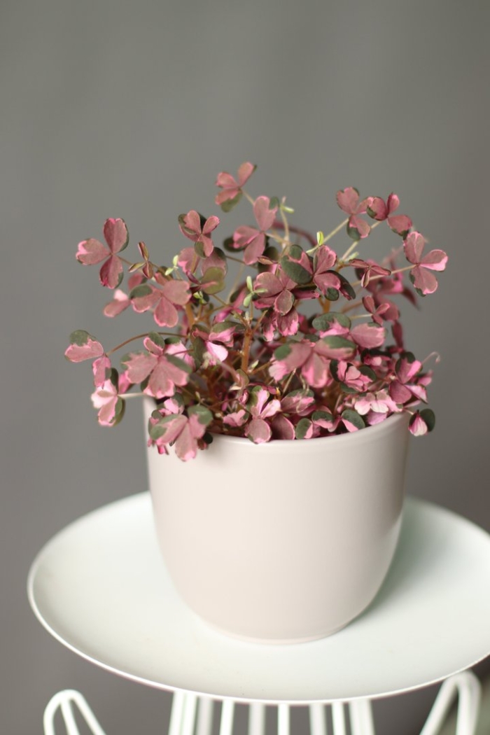 Оксалис plum crazy