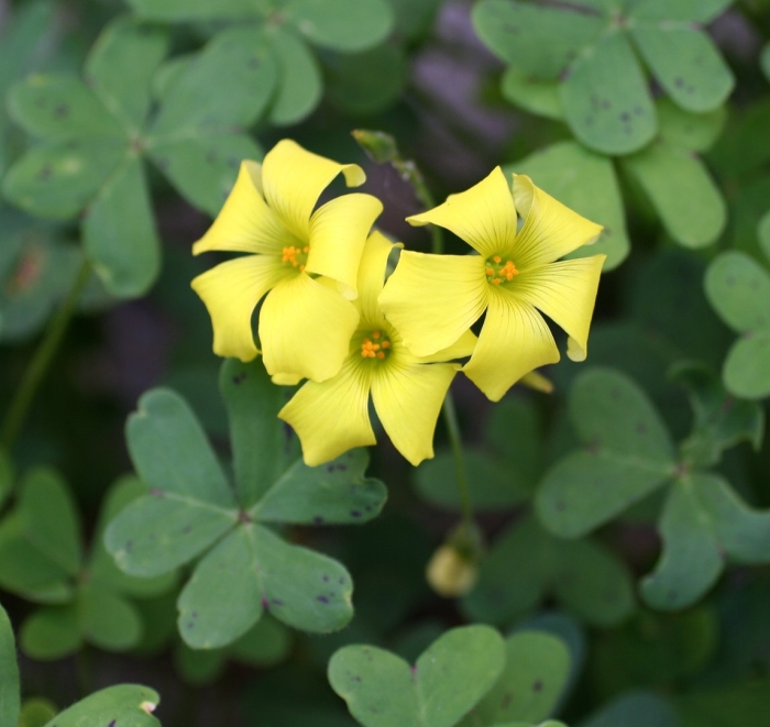 Oxalis pes caprae