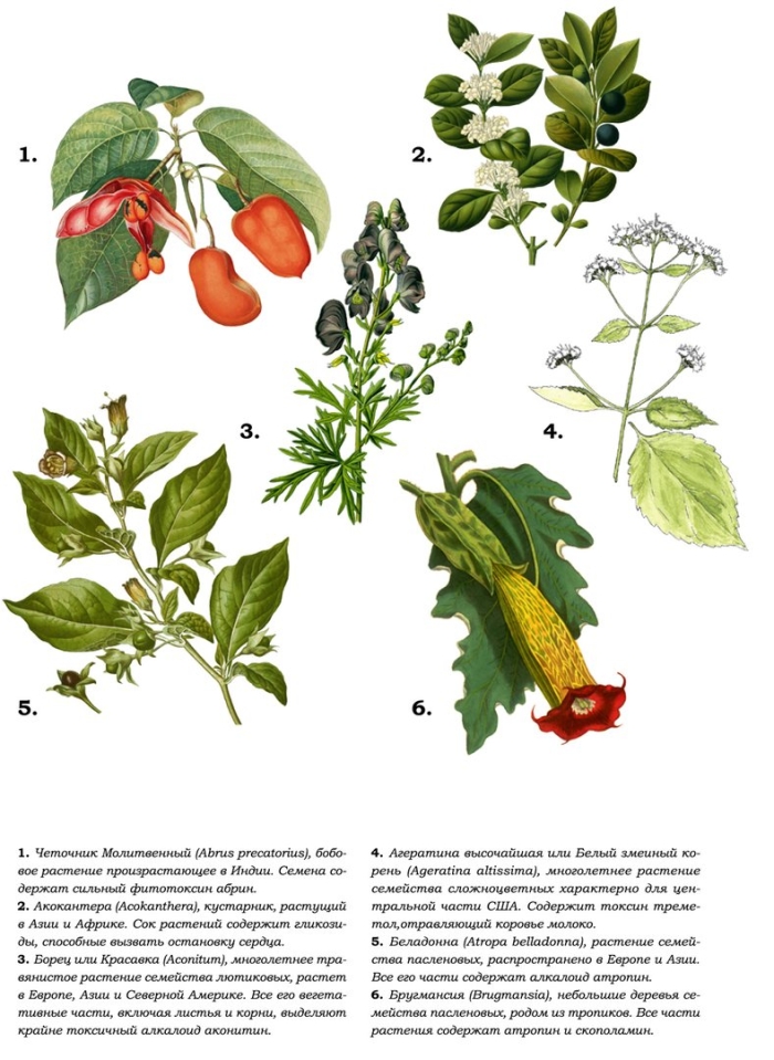 Растения семейства