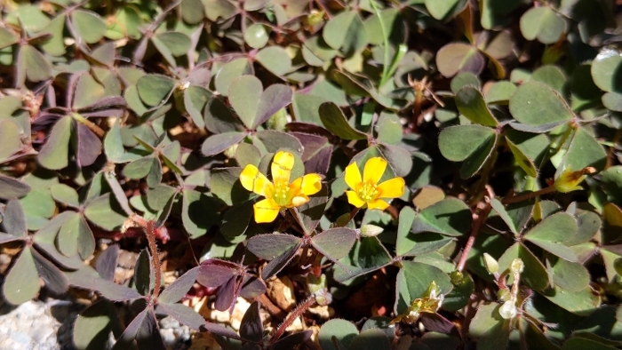 Oxalis corniculata