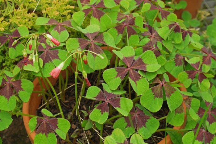 Кислица оксалис садовая