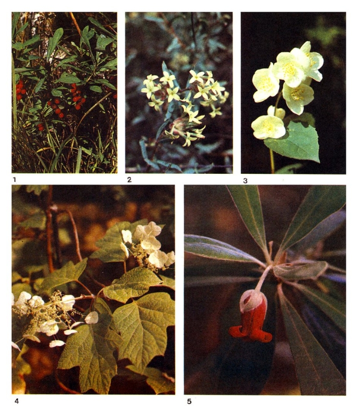 Семейство гортензиевые представители