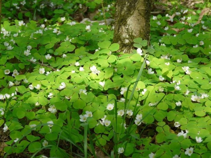 Кислица обыкновенная