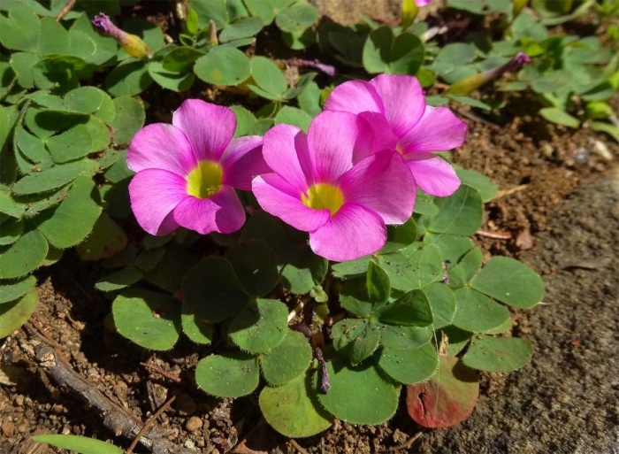 Кислица (oxalis) depressa