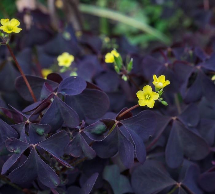 Oxalis corniculata