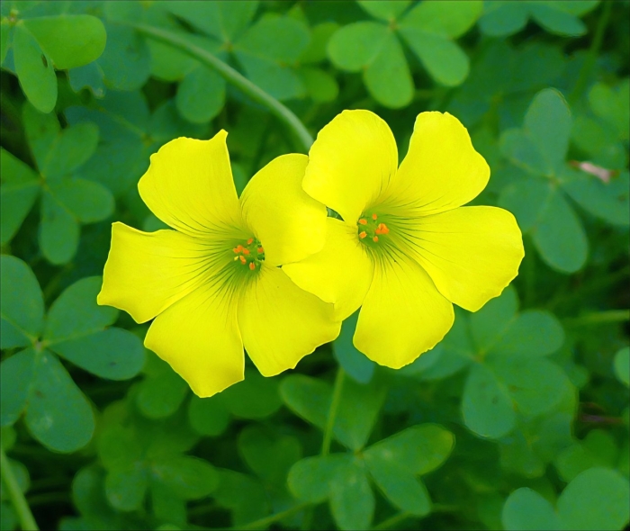 Oxalis pes caprae